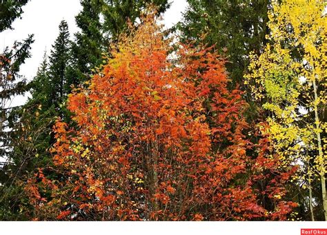 Фото: деревья. Фотолюбитель Far Afar. Природа. Фотосайт Расфокус.ру