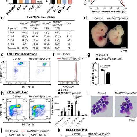 Rna Methyltransferase Mettl Regulates Erythroid Differentiation In