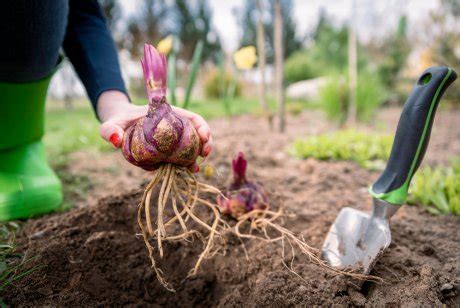 Что это за луковица – как опознать цветок по луковице | В цветнике ...