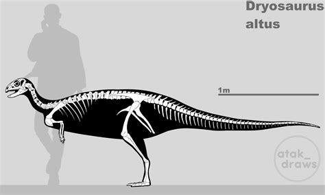 Dryosaurus Altus Atakdraws Rpaleoskeletals