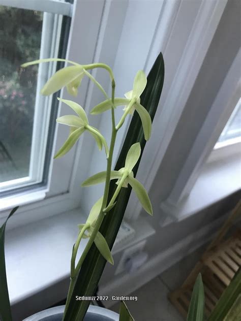 Photo Of The Stem Scape Stalk Or Bark Of Chinese Orchid Cymbidium