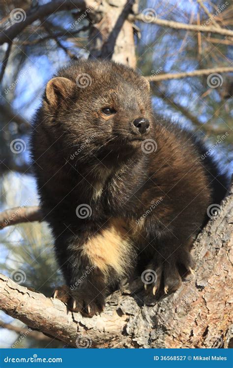 Fisher Cat Head