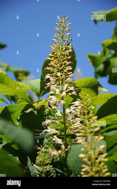 Bottlebrush Buckeye Stock Photo - Alamy