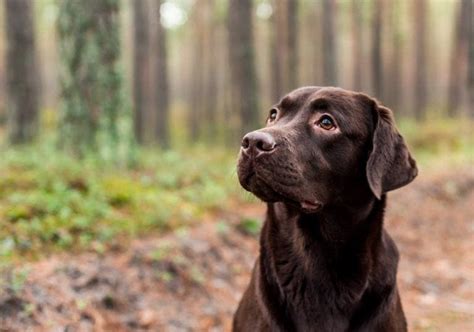 Chocolate Labrador Retriever Info Pictures Traits Facts Hepper