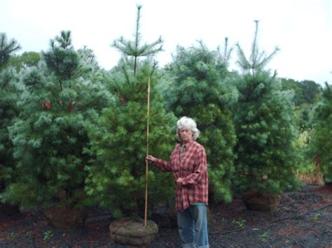 Fast Growing White Pine Trees Buy Trees Online Call 215 651 8329