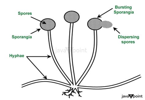 Spore Formation Definition - JavaTpoint