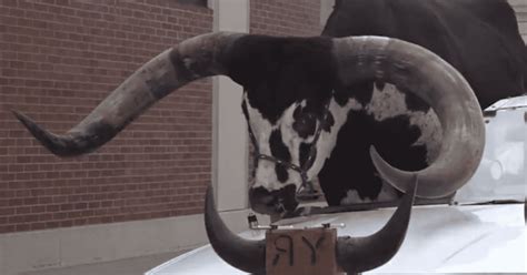 Who Is Howdy Doody Watusi Bull Goes Viral After It Gets Pulled Over By