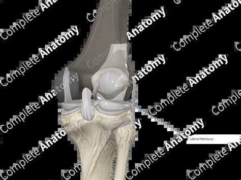 lateral meniscus  knee joint complete anatomy