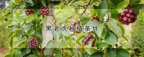 黑老虎种植条件 发财农业网