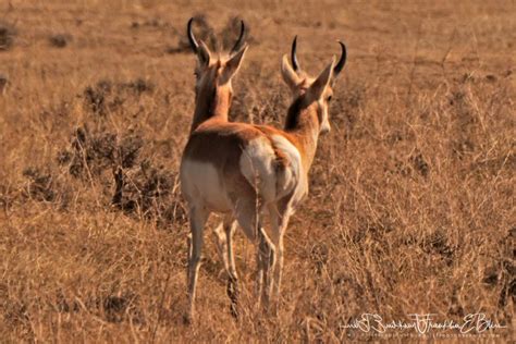 Two Pronghorn One Butt Bliss Photographics Pronghorn