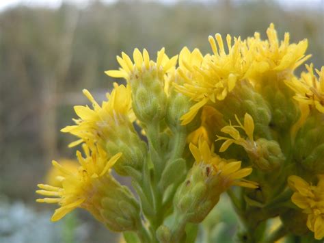 Stiff Leaved Goldenrod Prairie Plants BioDiversity4All