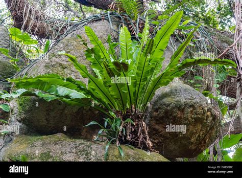 Birds Nest Fern Asplenium Nidus Florida Usa Stock Photo Alamy