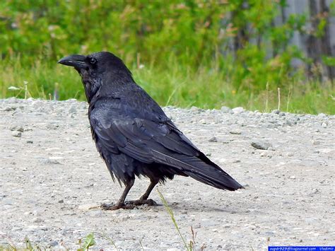 Окрас вороны (35 фото) - красивые фото и картинки pofoto.club