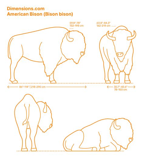 Greater Kudu Tragelaphus Strepsiceros Dimensions Drawings