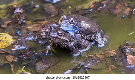 Frogs Having Sex Photos Images Pictures Shutterstock