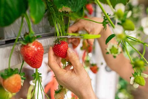 How And When To Harvest Strawberries Gardeners Path