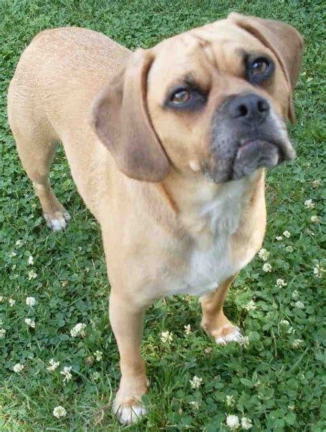 Puggle Designer Dog Breed Pug Beagle Mix Information And Images