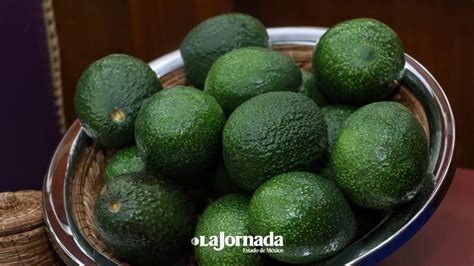 Aguacateros proyectan obtener certificación en 2024 registran pérdidas