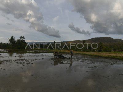 TARGET PRODUKSI BERAS TAHUN 2022 ANTARA Foto