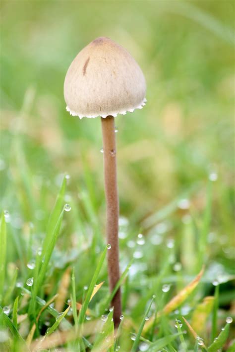 Mini Fungi Petticoat Mottlegill Panaeolus Papilionaceus Flickr