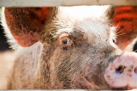 Close Up Of A Pig Eye Stock Photography Image 30090892