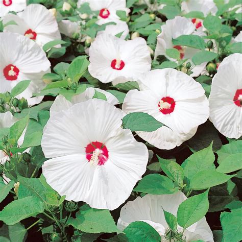 Dinner Plate Hibiscus Flowers