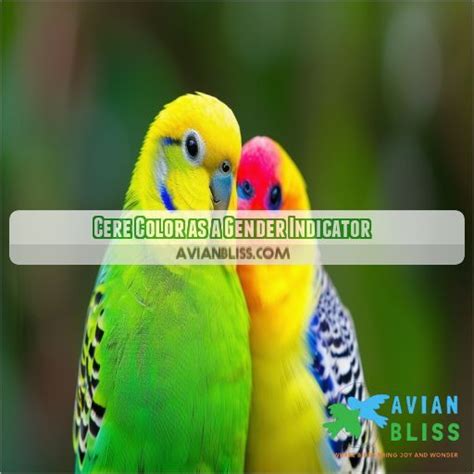 How Can I Figure Out The Sex Of My Parakeets Simple Guide Tips