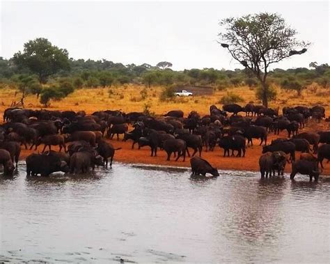 Tripadvisor Dagtocht Dinokeng Wildreservaat Aangeboden Door