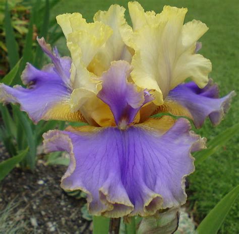Brown Lasso Iris