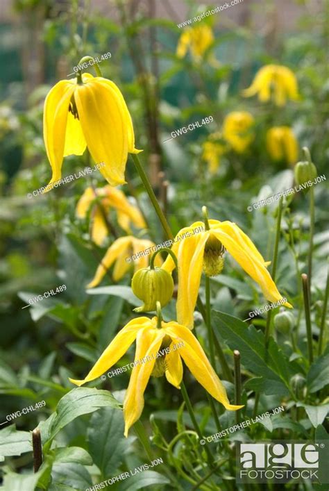 Clematis Tangutica Lambton Park Stock Photo Picture And Rights