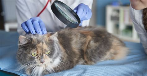 Is Mange Contagious From Dog To Cat
