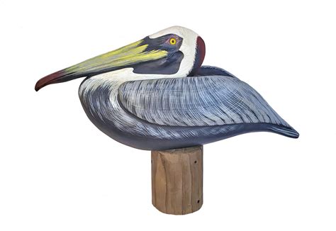 Resting Pelican