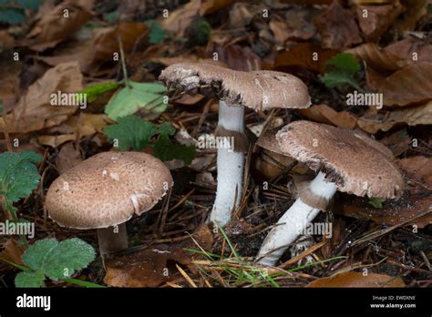 Scaly Wood Mushroom Hi Res Stock Photography And Images Alamy