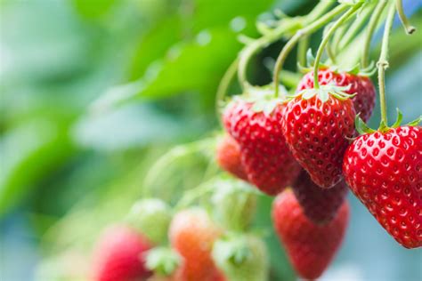 Hydroponic Strawberries: A Comprehensive- Urban House Garden