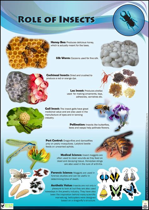 Insect Life Educational Posters For Kids And Schools
