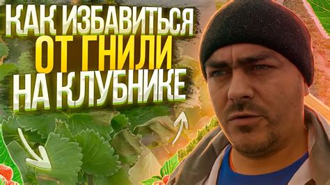 Обработка от гнили. Внесение витамин по листу. Клубника в балаганах ...