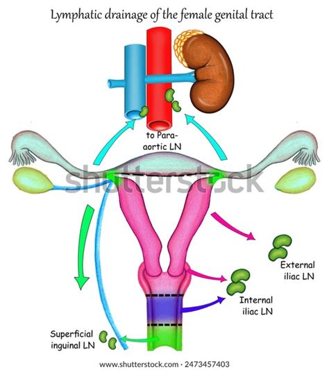 Lymph Drainage Female Genital Sex Organsovaryuterine Stock Illustration Shutterstock