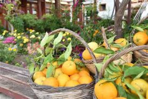 Qual A Melhor Laranja Para Cultivar Em Casa Conhe A Algumas Esp Cies