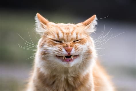 Cat Sneezing: Causes, Remedies, and Keeping Your Kitty Healthy | Pet
