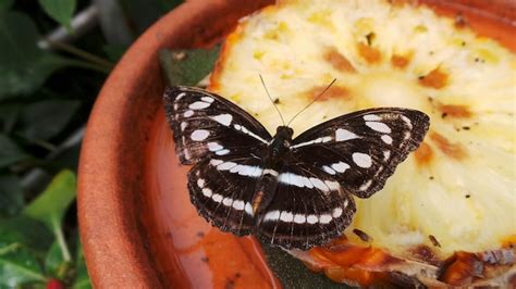 Borboleta Faz Coco - Coco Borboleta Imagens – Download Grátis no Freepik