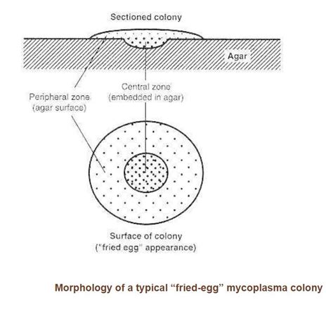 Fried Egg Mycoplasma Colony Morphology That Is Typical Of Mycoplasma Hominis Mycoplasma