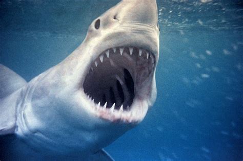 A great white shark with a big bite scar triggers the madness of