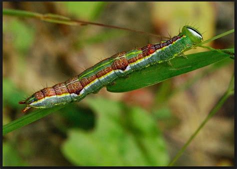 Stinging and Venomous Caterpillars - Owlcation