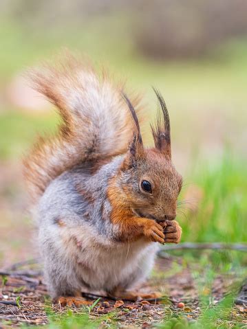 tupai makan kacang sambil duduk  rumput hijau tupai merah eurasia