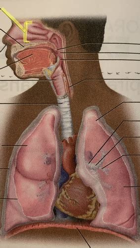 A P 2 Lab Exam 2 Respiratory And Digestive Systems Flashcards Quizlet