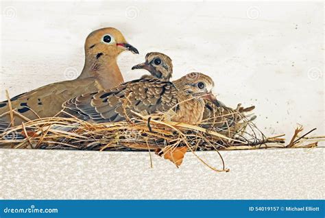 Dove Nest Royalty-Free Stock Photography | CartoonDealer.com #54019157