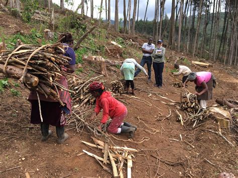 Firewood Collection Image Eurekalert Science News Releases