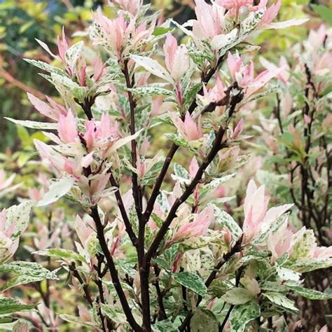 Salix integra 'Hakuro-nishiki' syn. Salix integra 'Nishiki Flamingo ...