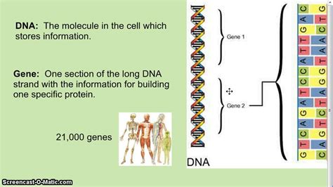 Genes Dna And Chromosomes Explained