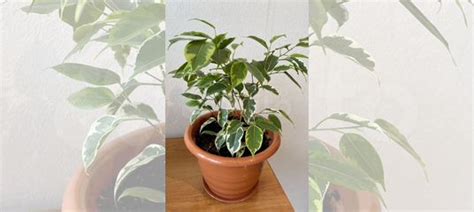 Фикус бенджамина купить в Уфе | Товары для дома и дачи | Авито